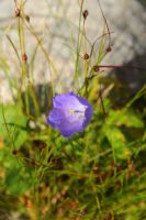 2014-08-02_06FritzPflaum-Steig (207).JPG